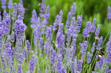 Fototapeta premium Selective focus, lavender flower blooming in the garden.