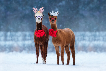 Two alpacas with Christmas horns and red festive bows outdoors in winter  © Rita Kochmarjova