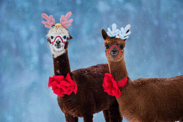 Portrait of two lovely alpacas with Christmas horns and red festive bows in winter 