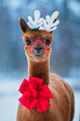 Lovely alpaca with Christmas horns and red festive bow outdoors in winter