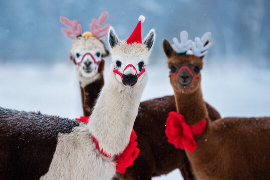 Three lovely alpacas in winter dressed for Christmas with festive horns and red Santa hat 