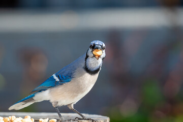 A close up of a young blue jay perched on a wooden table with multiple peanuts at its feet. The bird has black, blue and white feathers.  The songbird has its head tilted with a peanut in its beak. 