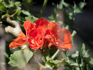 Red geranium abstract