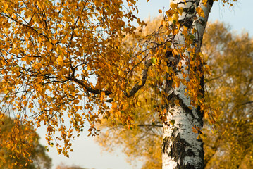 birch branches in autumn.autumn background