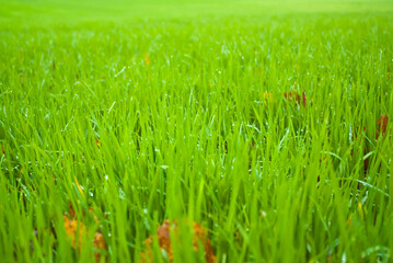 green grass and dew drops. green field