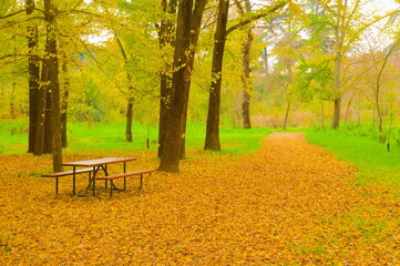 bench in the park in autumn with trees around,  ground covered with leaves, red, orange, landscape
