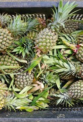 Small baby pineapple for sale at a market in Malaysia