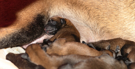 Newborn Belgian Malinois puppies