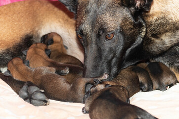 Newborn Belgian Malinois puppies