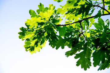 Fototapeta na wymiar Branches with oak leaves against the sky