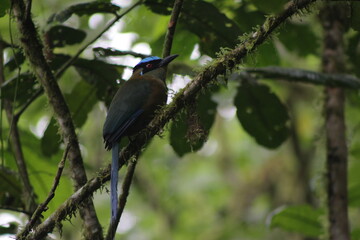Retrato acercamiento a un pájaro barranquillo barranquero salvaje en un momento de descanso