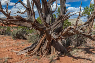 Large dead tree at Kodachrome Basin State Park, Utah, USA