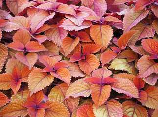 Focus Stacked Image of Multicolored Coleus in a Florida Landscape