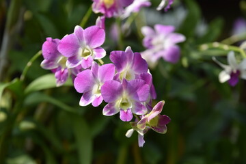 Obraz premium Colorful flowers in the garden,Beautiful flowers in the garden Blooming in the summer.