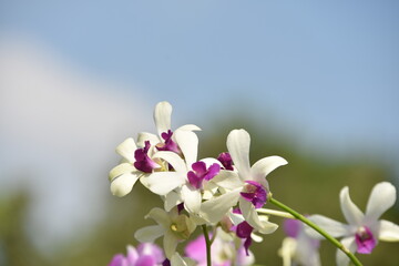 Obraz premium Colorful flowers in the garden,Beautiful flowers in the garden Blooming in the summer.