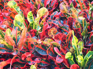Focus Stacked Image of Colorful Crotons in a Florida Landscape - 397124298