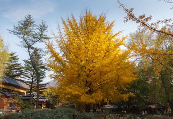 Ginkgo tree branch with yellow leaves
