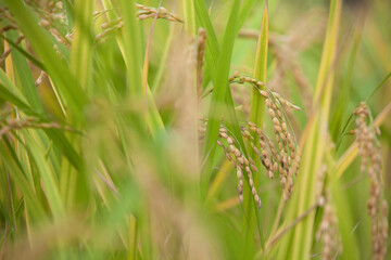 Close-up of full rice ears in the rice field during the harvest season