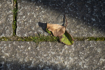 dead leaf