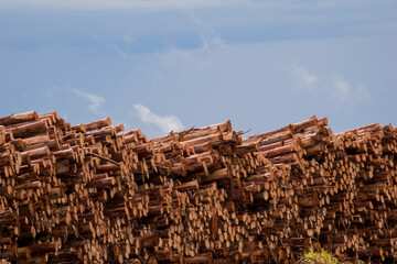 Wood pile 