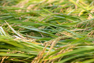 A large area of fallen rice crops in the crop field