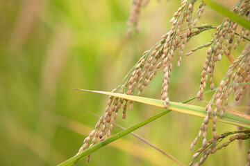 Fototapeta premium Rice growing slowly in quiet farmland