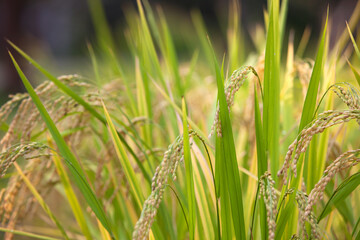 Rice growing slowly in quiet farmland