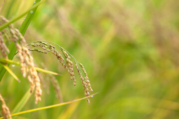 Rice, one of the staple foods of China, grows in the fields