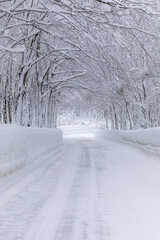 Obraz premium くねくね雪道