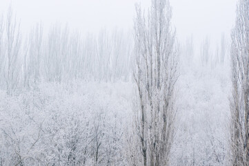 Winter frosty landscape - snow covered trees on foggy background