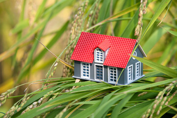 House model placed on rice that is about to mature outdoors
