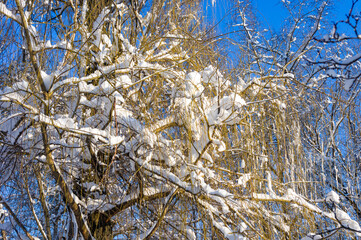 Winter landscape - snow and icicles on tree branches sparkle in the rays of the bright sun