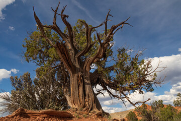 Big tree at Kodachrome Basin State Park, Utah, USA