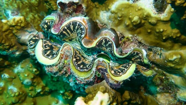 Amazing giant clam filtering water in coral reef, underwater closeup