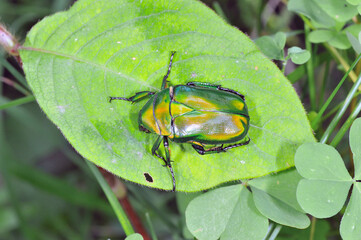 アオカナブン（北海道・知床）
