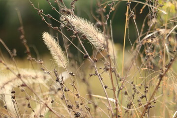 Obraz premium 光のあたるエノコログサと冬の植物 green foxtail in the sun light and winter plants 5