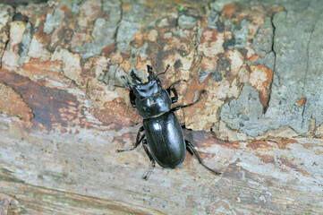 オニクワガタ（北海道・知床）
