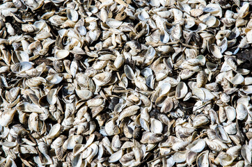 Small seashells from the river. Texture, background.