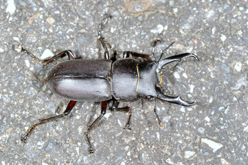 コクワガタの雄（長野県・松本市）

