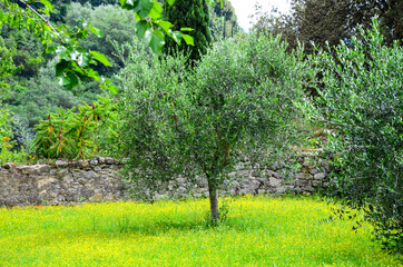 Beautiful olive tree in a green grass, Italy, Tuscany