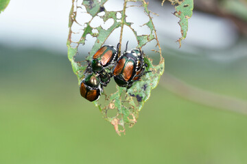 マメコガネ（北海道・鶴居村）
