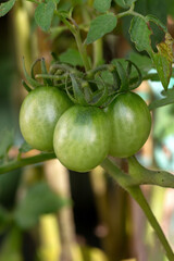 Cherry tomatoes growing on the plant. Gastronomy. Biology. Botanic. Agronomy. Organic food. Vegan food.