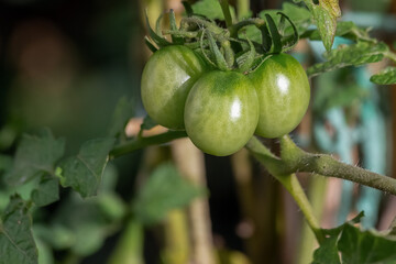 Cherry tomatoes growing on the plant. Gastronomy. Biology. Botanic. Agronomy. Organic food. Vegan food.