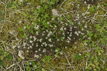 Obraz premium flowers