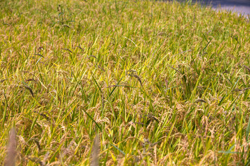 Lush rice growing in the rural paddy fields