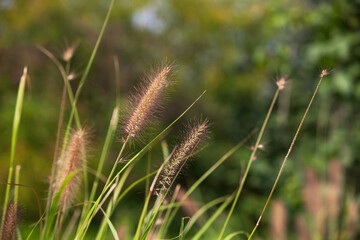 Green Pennisetum in the Wilderness of Northern Park