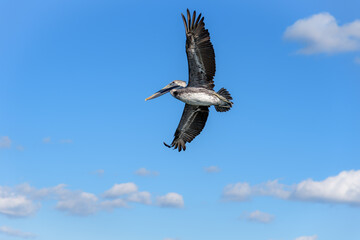 Single Brown Pelican Pelecanus occidentalis in Flight with a Blue Sky Background 