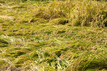 Rice lodging in crops due to strong wind