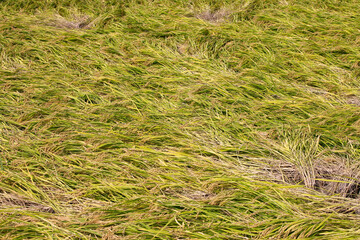 Large areas of rice falling down due to natural disasters