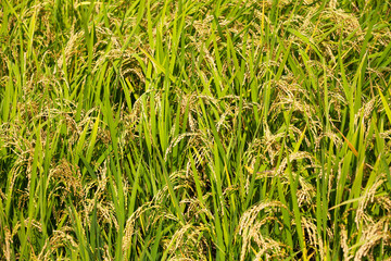 Rice ears about to fill up in rural fields